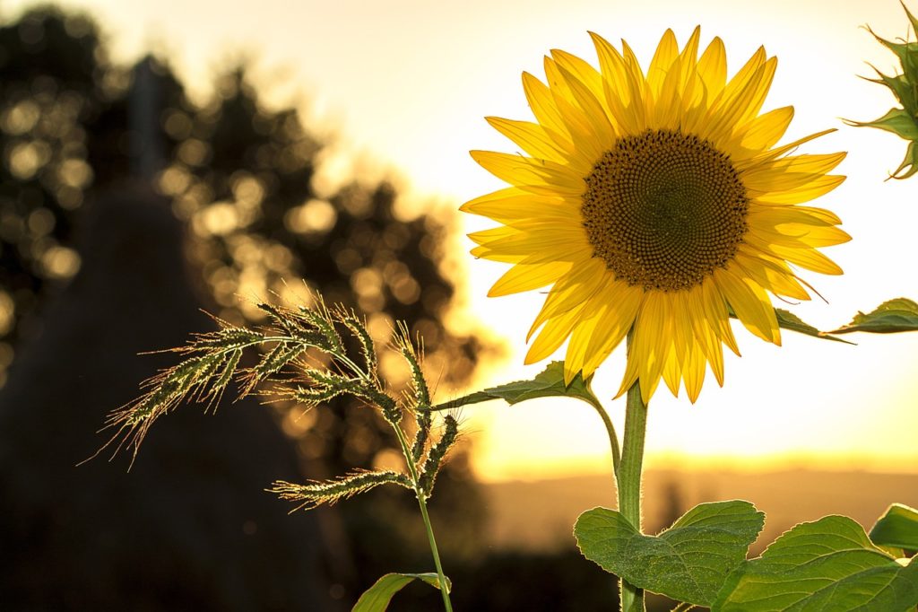 Image of a sunflower in a field at sunrise